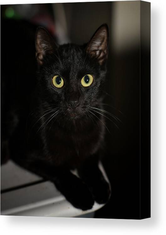 Cat Canvas Print featuring the photograph Bright Eyes by DArcy Evans