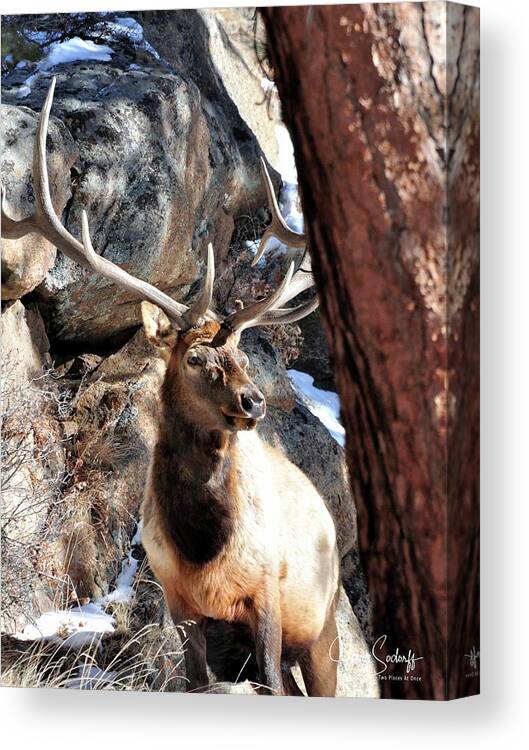 Elk Canvas Print featuring the photograph Bull Elk Spring Sun DS by Jerry Sodorff