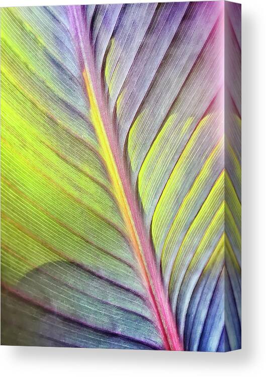 Canna Canvas Print featuring the photograph Canna 9 by Jill Love