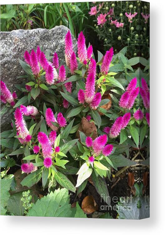 Pink Canvas Print featuring the photograph Celosia by Albert Massimi