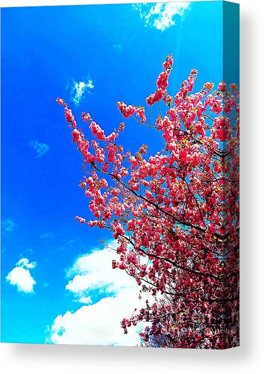 Cherry Blossom Canvas Print featuring the photograph Cherry Blossom by Nomi Morina