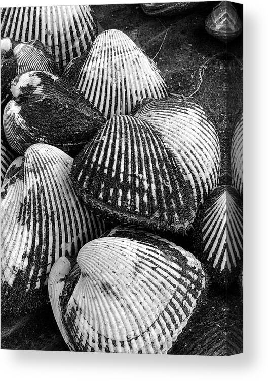 Clams Canvas Print featuring the photograph Clambake by William Scott Koenig
