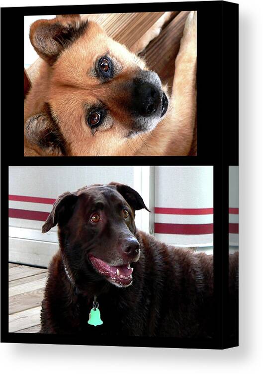 Dogs Canvas Print featuring the photograph Coco And Woodrow by Kathy K McClellan