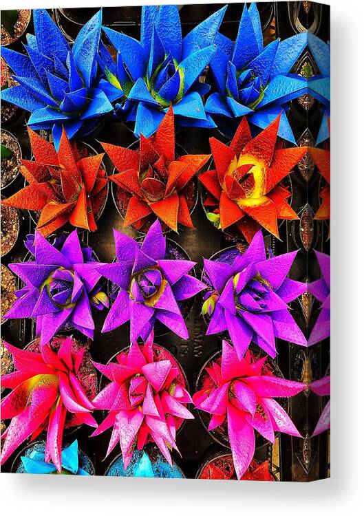  Canvas Print featuring the photograph Colorful succulent by Stephen Dorton