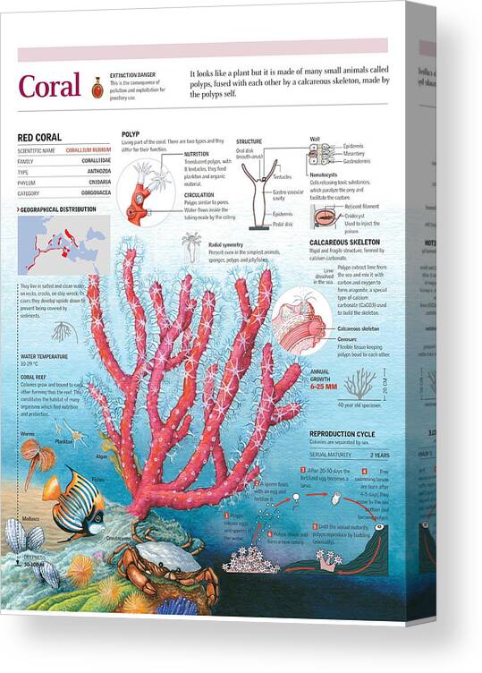 Marine Fauna Canvas Print featuring the digital art Coral by Album