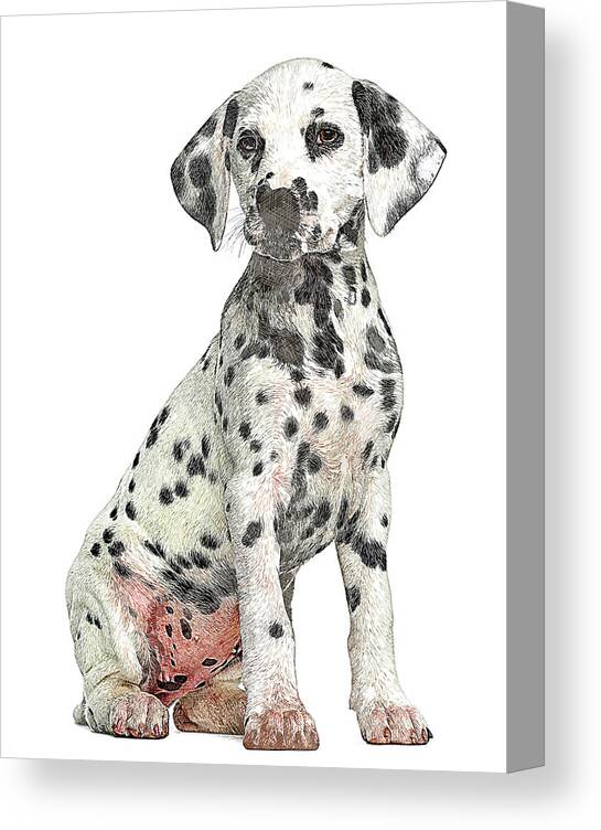 Dalmation Canvas Print featuring the painting Cute but Savage, Young Dalmation Dog by Custom Pet Portrait Art Studio
