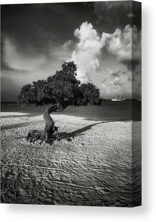 Dividivi Canvas Print featuring the photograph Divi-Divi tree by Pam Rendall