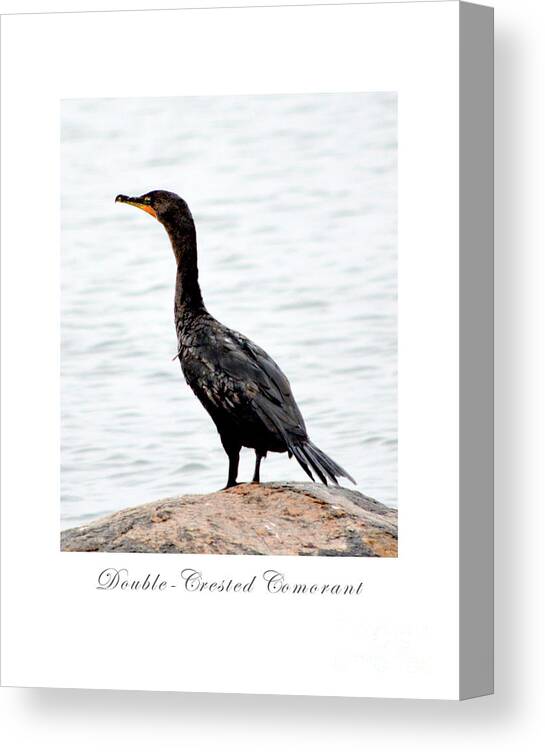 Bird Canvas Print featuring the photograph Double-Crested Comorant by Dianne Morgado