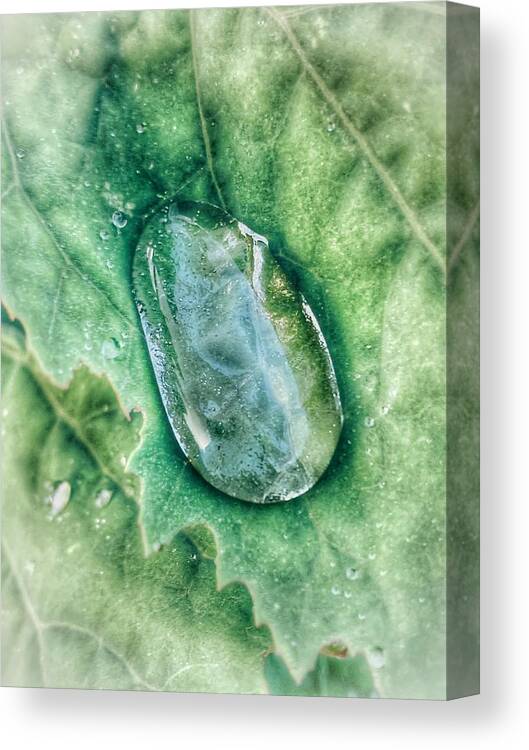  Canvas Print featuring the photograph Droplet by Katie Gray