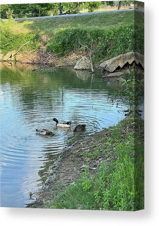 Ducks Canvas Print featuring the photograph Ducks in a pond by Thomas Whitlock
