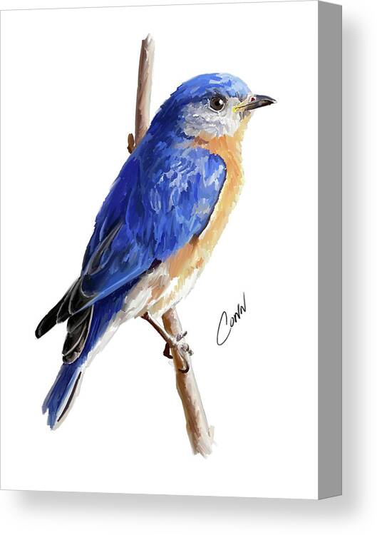 Eastern Bluebird Canvas Print featuring the digital art Eastern Bluebird by Shawn Conn
