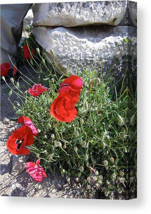 Poppies Canvas Print featuring the photograph Ephesus poppies by Lisa Mutch