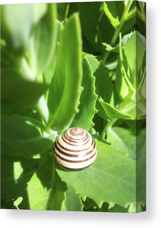 Escargot Canvas Print featuring the photograph Escargot, Snail by Joelle Philibert