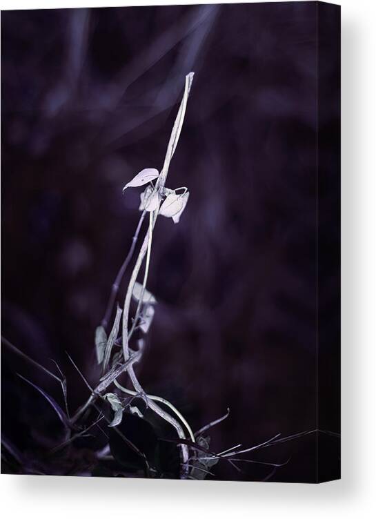 Nature Art Canvas Print featuring the photograph Excalibur by Gian Smith