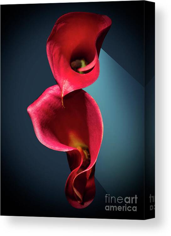 Calla Lily Canvas Print featuring the photograph Exotic Red Calla Flowers by Mark Ashkenazi