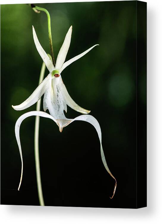 Dendrophylax Lindenii Canvas Print featuring the photograph Fading Ghost Orchid by Rudy Wilms