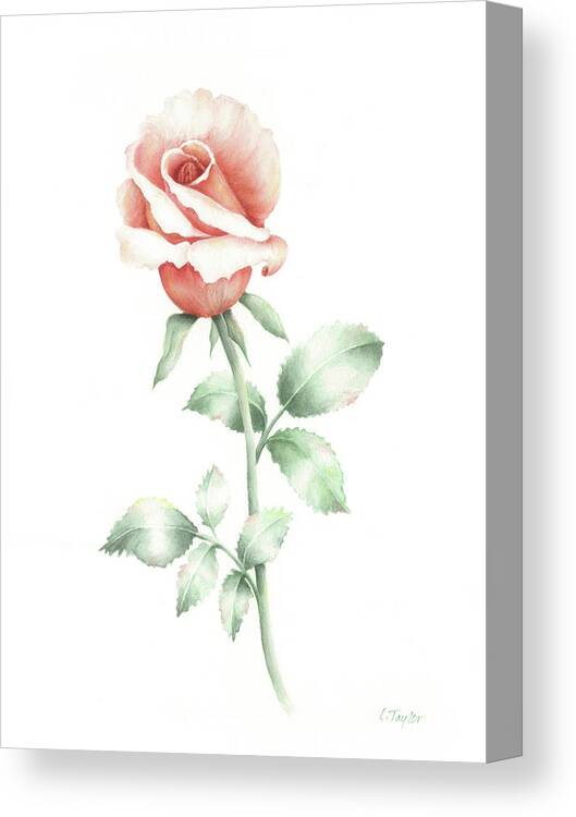 Rose Canvas Print featuring the painting Faith by Lori Taylor