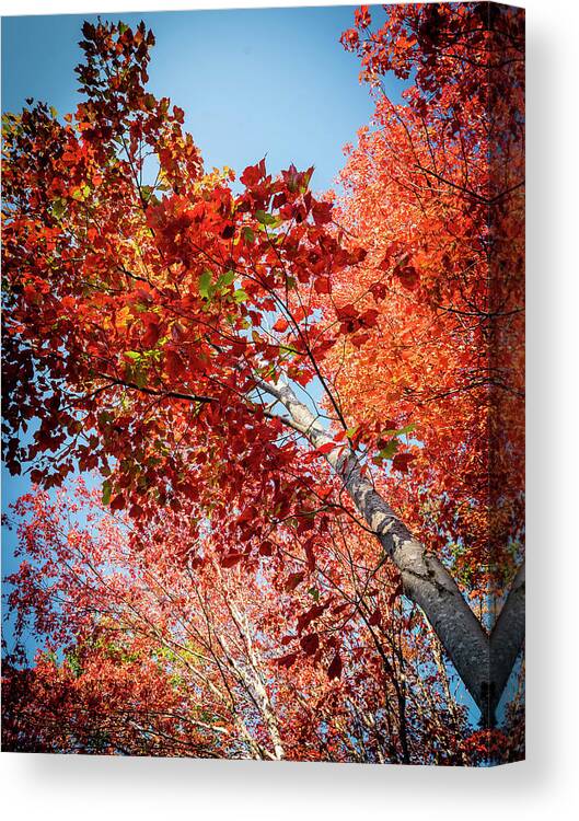 White Birch Canvas Print featuring the photograph Fall Colors in Acadia by GeeLeesa Productions