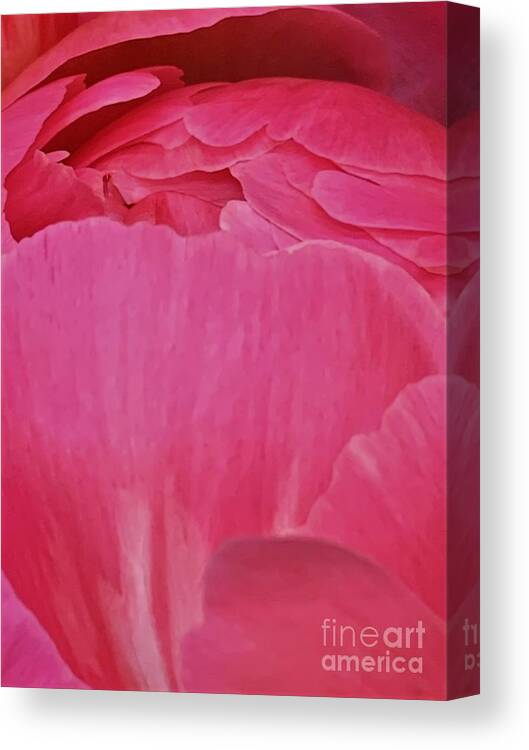 Peony Canvas Print featuring the photograph Fan Dancer by Tiesa Wesen