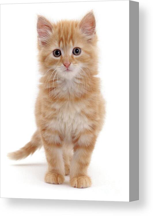 Fluffy Canvas Print featuring the photograph Fluffy ginger kitten standing by Warren Photographic