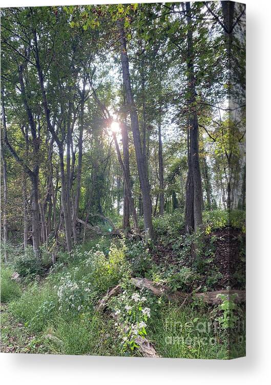 Sun Canvas Print featuring the photograph Forest in soft light by LeLa Becker
