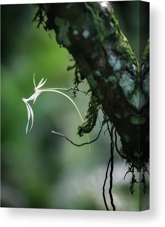 Dendrophylax Lindenii Canvas Print featuring the photograph Ghost Orchid 1 by Rudy Wilms