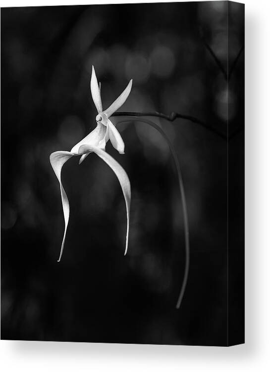 Black & White Canvas Print featuring the photograph Ghost Orchid 2 BW by Rudy Wilms