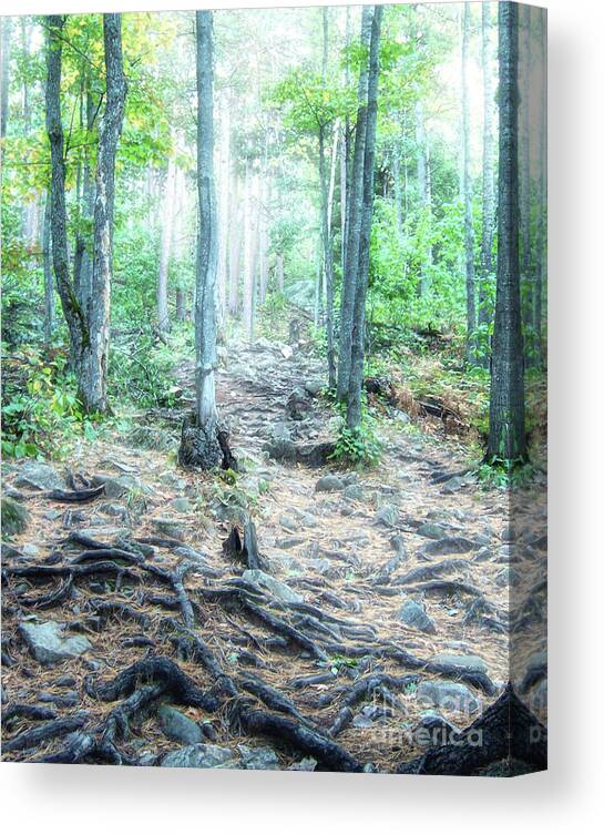 Sugarloaf Mountain Canvas Print featuring the photograph Glowing Forest Trail by Phil Perkins
