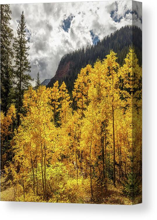 Fall Canvas Print featuring the photograph Golden Aspen on the trail to Ice Lake by Bradley Morris