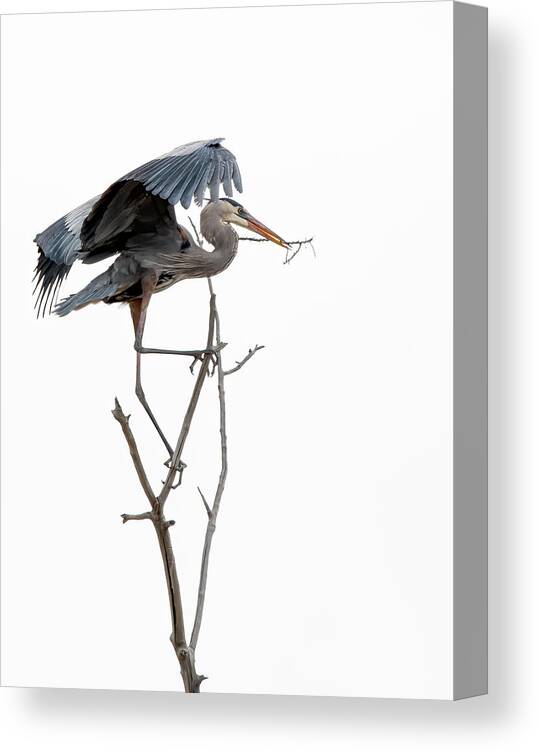 Stillwater Wildlife Refuge Canvas Print featuring the photograph Great Blue Heron 8 by Rick Mosher