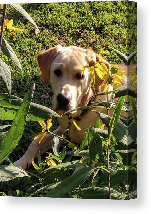Yellow Lab Canvas Print featuring the photograph Hanging with the Maxamillians by Kim Galluzzo Wozniak