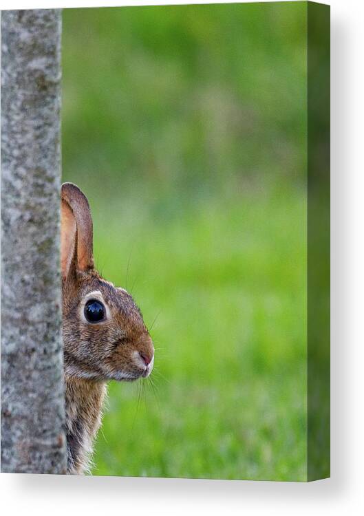 Bunny Canvas Print featuring the photograph Hare by David Beechum