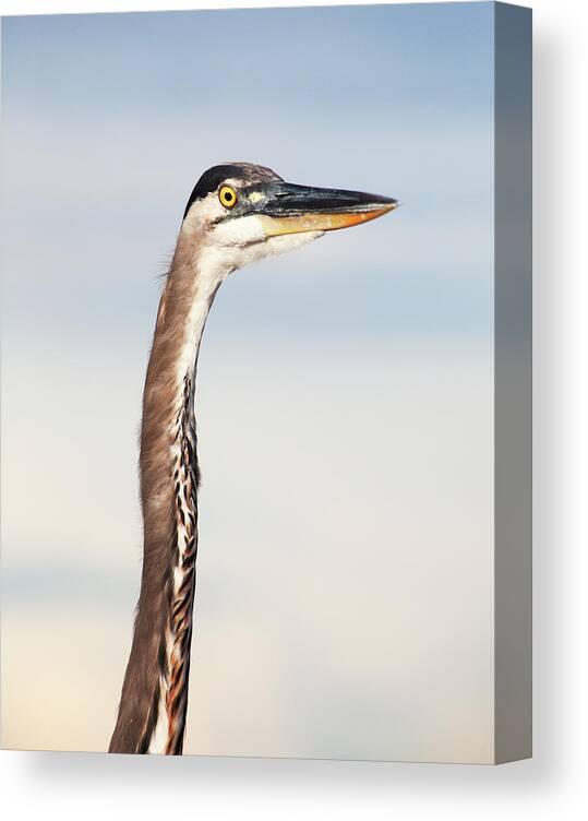 Bird Canvas Print featuring the photograph Heron Neck Feathers by Marilyn Hunt
