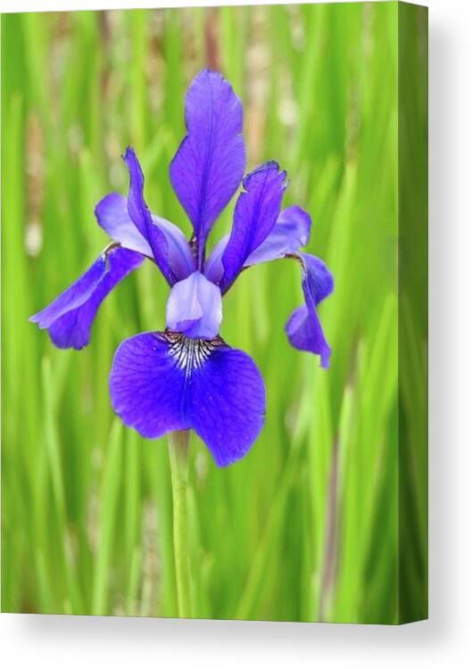 Iris Canvas Print featuring the photograph Iris by Kathy Chism