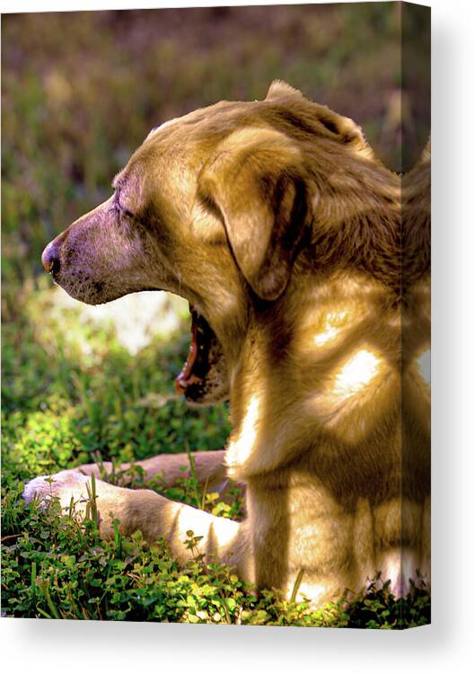 Art Canvas Print featuring the photograph Labrador Retriever Art 21 by Miss Pet Sitter