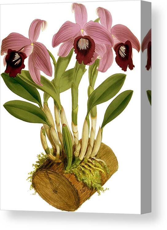 Orchid Canvas Print featuring the mixed media Laelia Dayana Orchid by World Art Collective