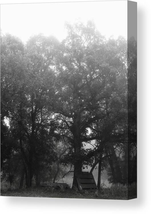 Fog Canvas Print featuring the photograph Large old Tree in the Fog by Amanda R Wright