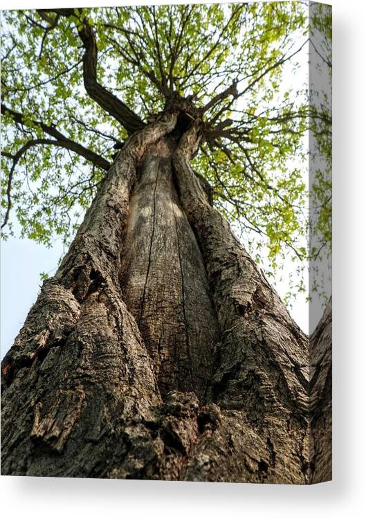 Tree Canvas Print featuring the photograph Portrait of a Tree by Amanda R Wright