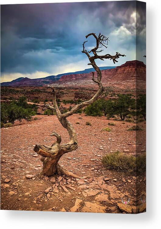Tree Canvas Print featuring the photograph Lone Hold by Pam Rendall