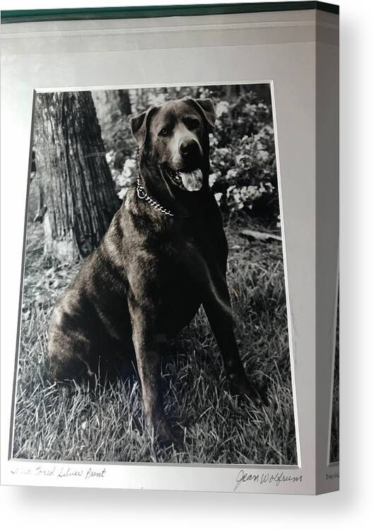 Dogs Canvas Print featuring the photograph Sit by Jean Wolfrum