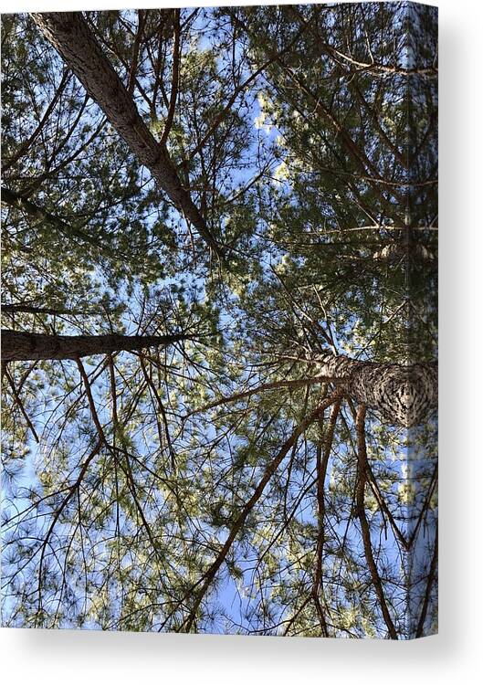 Tranquility Canvas Print featuring the photograph Low angle view of a trees by Eric R / FOAP