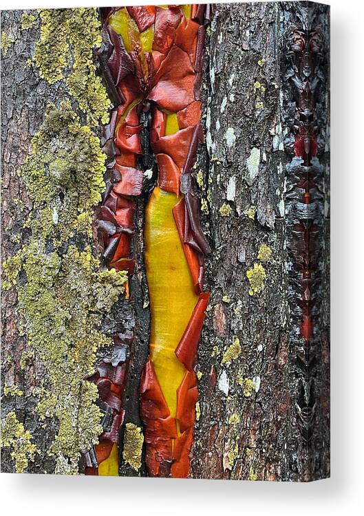 Abstract Canvas Print featuring the photograph Madrone Tree Bark Abstract by Jerry Abbott