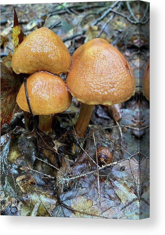 Mushroom Canvas Print featuring the photograph Majestic Mushrooms #2 by Anjel B Hartwell