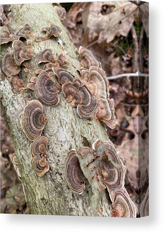 Mushrooms Canvas Print featuring the photograph Majestic Mushrooms #49 by Anjel B Hartwell