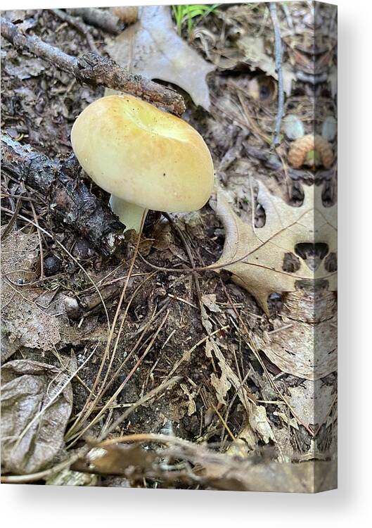 Mushroom Canvas Print featuring the photograph Majestic Mushrooms #65 by Anjel B Hartwell
