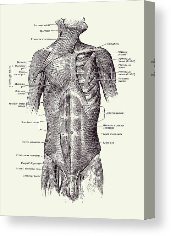 Male Muscular System Canvas Print featuring the drawing Male Upper Body Muscular System - Vintage Anatomy 2 by Vintage Anatomy Prints