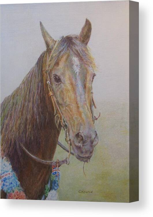 Horse Canvas Print featuring the drawing May Flower by Edward Pearce