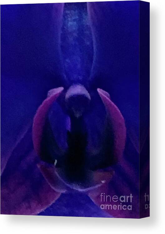 Orchid Canvas Print featuring the photograph Midnight Apparence by Tiesa Wesen