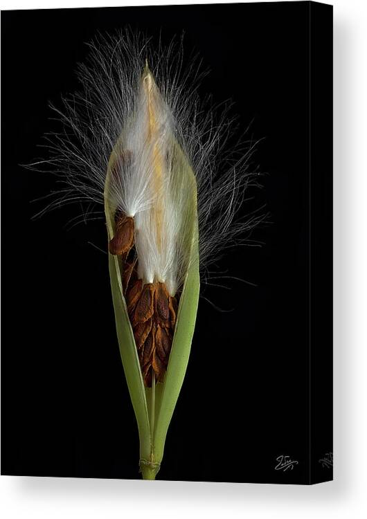 Milkweed Canvas Print featuring the photograph Milkweed Pod 2 by Endre Balogh