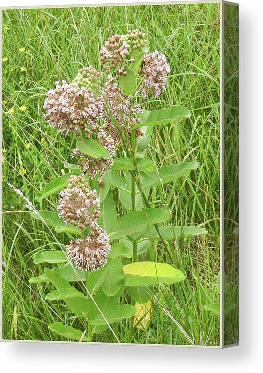 Milkweed Canvas Print featuring the photograph Milkweed Wild Flowers, Meadow Series by Lise Winne